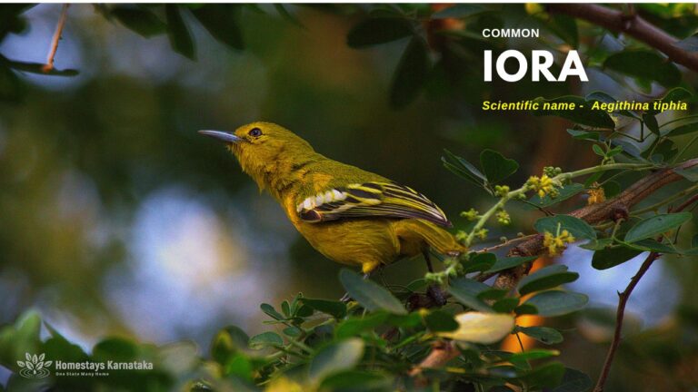 Common Iora 768x432
