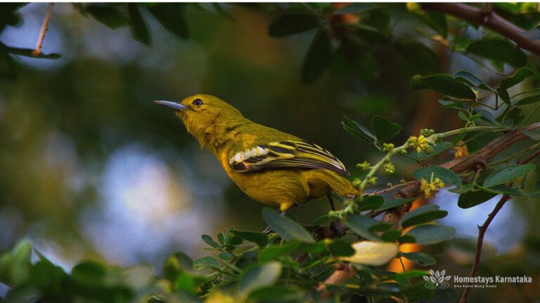 Common Iora whiskers den resort Hampi by homestays karnataka 768x432