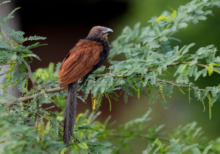 Coucal Whiskers den Hampi 768x539