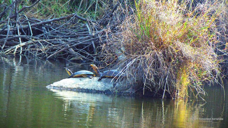 Indian flap shell turtles Otters den hampi 768x432