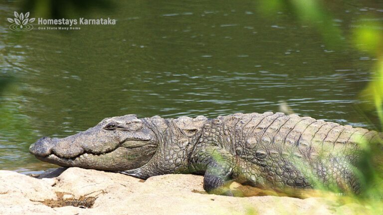 Marsh crocodile whiskers den Hampi by homestays karnataka  768x432