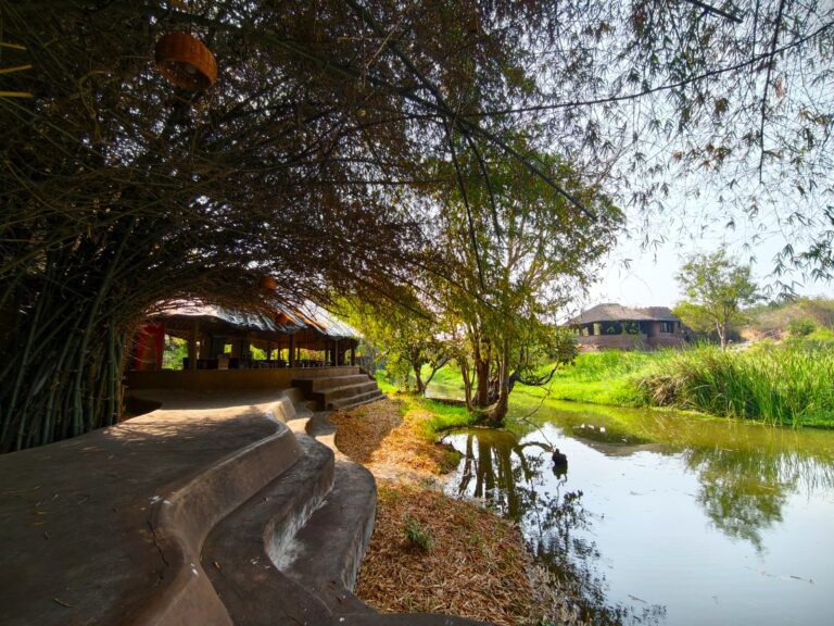 Whiskers Den Hampi 768x576