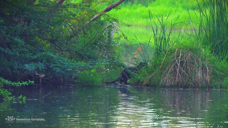 Whiskers den Hampi by homestays karnataka  768x432
