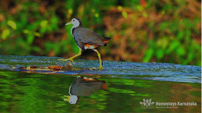 Whiskers den White breasted water hen by homestays karnataka  768x432