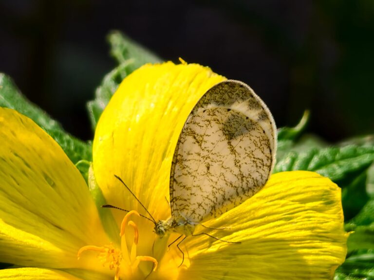 psyche butterfly Otters den hampi 768x576