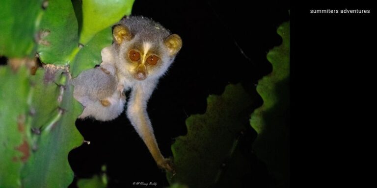 slender loris 768x384